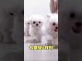 cute puppies funny moment cute overload ❤️#hellomochi #shorts #dog #funnydogs #funnyanimals #bichon