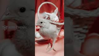 Ga con pet cung #4 #youtube #shorts #viral #trending #channuoi #chicken #KimChinhGroup