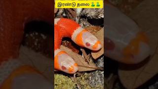 Two headed snake🐍(Eng subtitle)/இரண்டு தலை பாம்பு#shorts