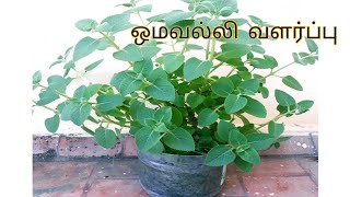 ஒமவல்லி (கற்பூரவல்லி) செடி வளர்ப்பு/ how to grow oregano Tamil/ plectranthus amboinicus grow inTamil