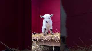 Cute and adorable goat babies #shorts #ytshorts #viral #youtubeshorts