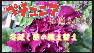 80YouTuberみほこのガーデニング編ペチュニアの植え付けと冬越し苗の植え替え#後期高齢者の暮らし#ペチュニア#