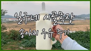 송아지 우유 주기(19's rural dairy life🐄, Giving milk to the calf.)   | [KOR] Calf’s Mukbang