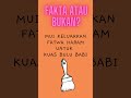 FAKTA ATAU BUKAN? MUI Keluarkan Fatwa Haram untuk Kuas Bulu Babi