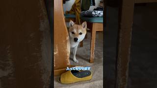 クルミ お留守番お願いされ隠れた🤣🤣#しばいぬ #まめしば #豆柴 #shibainu#mameshiba #まめしばのいる暮らし #dog#豆柴くるみ#癒し#くるみ#クルミ