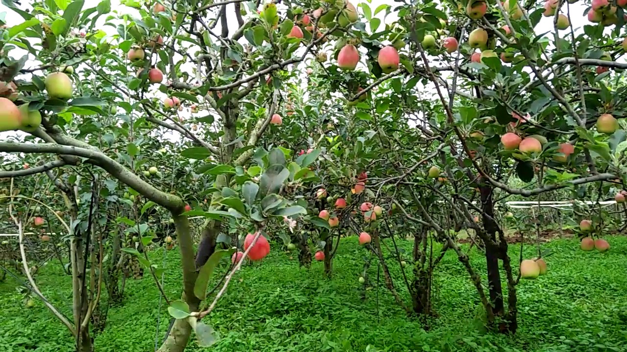 Wisata Petik Apel Malang/Apple Picking Tour Easy Java Indonesia - YouTube