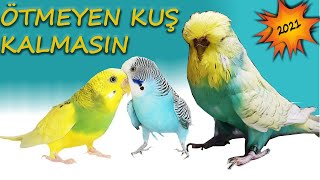 🐦KESİN ÖTECEK🐦%100 Etkili Muhabbet Kuşu Sesi✅ Kuşunuz ÇILDIRACAK!