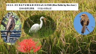 2024 - 09 NATURE \u0026 BIRDS of JAPAN (Rice fields by the river)