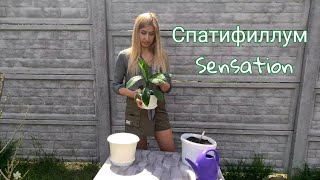 Спатифиллум Сенсация. Уход за спатифиллумом