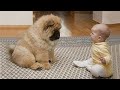 When you become my first best friend -  Cute dog and their little companion