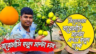 হলুদ মাল্টা চাষ=ভিয়েতনামি বারো মাসি হলুদ মাল্টা চাষ কিভাবে আপনি মালটা হলুদ করবেন এবং ছোট গাছে ফল