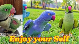 The Tragic Tale of Mittu the Talking Parrot