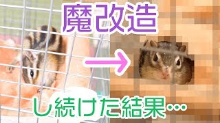 シマリスモモさんもハンモックを魔改造し始めた/Chipmunk remodeling hammock.