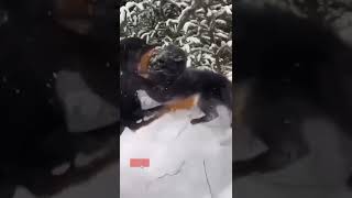 Best friends |Rottweiler and black panther| ST |#shorts