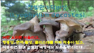 올해 많이 돋았죠? 잿빛만가닥버섯(Lyophyllum decastes) 에 대해 자세히 알아봅니다.