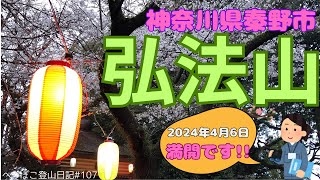 【神奈川県秦野市　弘法山】神奈川県の桜の名所　弘法山　2024年4月6日桜満開の様子 へっぽこ登山日記#107