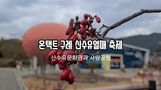 온택트 구례 산수유열매 축제 - 산수유문화관과 사랑공원