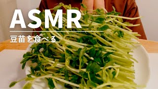 【ASMR 咀嚼音】野菜(豆苗)を食べる pea sprouts vegetable【Eating sounds】