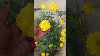 গাছ ভর্তি গাঁদা ফুল 😱😮 #viralvideo #minivlog #plants #world #homegarden