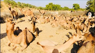 Camel’s of desert | camels are resting in the water tank | camel life Pakistan