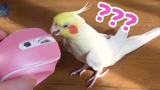 Today's My happy Cockatiel | He likes pink fabric. | ピンクでも'布'じゃないと興味ない オカメインコのカメちゃん