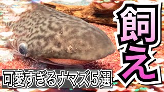 【60cm水槽でOK】全人類が今すぐ飼うべきナマズ5選【熱帯魚 アクアリウム】