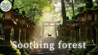 【春日大社×自然音】緑豊かな森の癒　自然の音で心身をリフレッシュ｜Restorative forest｜Soothing forest　心を落ち着かせ、安らぎを与える｜奈良｜