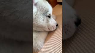 なにかの匂いが気になるシベリアンハスキー子犬さん #shorts