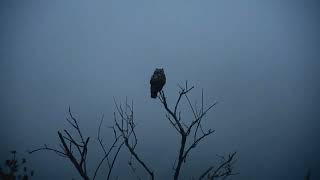 Owl in the Fog - Short  #calm #nature #stressrelief #naturesounds #outdoors