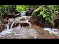 relaxing 10 hours of babbling streams from the amazon rainforest