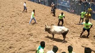 அம்மன்குறிச்சி ஜல்லிக்கட்டில் சிறந்த காளைக்காண பரிசு பெற்ற காளை..