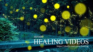 蛍の光が美しく川のせせらぎとカエルの鳴き声に癒されます。Healing videos and natural sounds