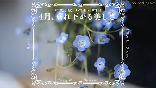 枯れても美しい。ネモフィラの種まき　#7（167日〜180日目）【成長日記】