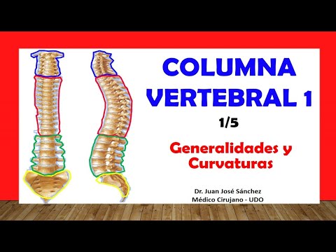 рџґ Columna Vertebral 1 5 Generalidades Curvaturas Fгўcil Y Sencillo