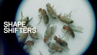 SHAPE SHIFTERS: the dynamics of cell mechanics