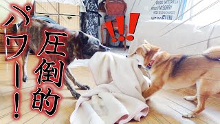 調子に乗ってる柴犬を圧倒的なパワーで黙らせる甲斐犬がかっこいい！【甲斐犬・柴犬】