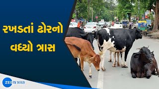 Banaskantha | Torture of Stray Cattle | રખડતાં ઢોરનો વધ્યો ત્રાસ | Street Animals | Gujarat News