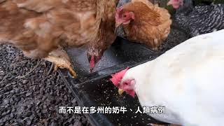 【健康快訊】首例人類禽流感重症病例樣本發現突變  Mutations found in samples from the first severe case of bird flu