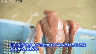 タコの旬到来！海ではアメフラシが大量発生