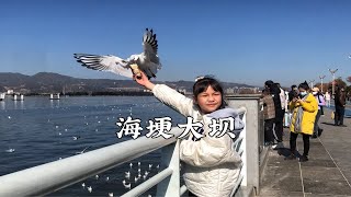 成都小姑娘在昆明海埂大坝喂海鸥，毫无预兆的惊喜总是更令人振奋！