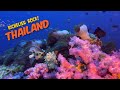 Richelieu Rock, Surin & Similan Islands, Thailand Scuba (4K) - An Absurdity of Abundance! 😲