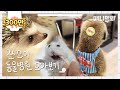 우리가 사랑했던 💊쪼꼬미 동물병원💊 1~12화 모아보기ㅣBinge-Watch On Animal Hospital For Tiny Animals