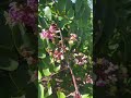 #carambola #flowers #starfruit #shorts ⭐️🌸