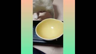 ＃フレンチブルドッグ＃シニア犬＃全盲＃Frenchbulldog＃散歩＃ご飯＃