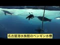 【解説】海響館のペンギン水槽が凄すぎる！！！