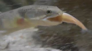 Senegalus bichir feeding