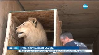 Препариран лъв задържаха на „Капитан Андреево“ - Новините на Нова (25.06.2015г.)