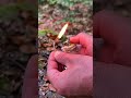 survival skills universal lighter homemade. survival camping lifehacks camping fire