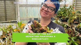 Plant of the Day: Nepenthes ramispina x robcantleyi