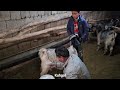 nomadic life an amazing nomadic day nomadic family milks sheep for breakfast on a rainy day 🎣🌧️